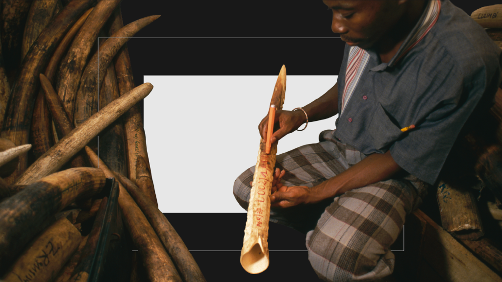 Man with ivory